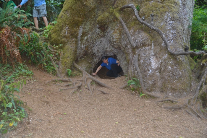 the Giant Sikta Spruce